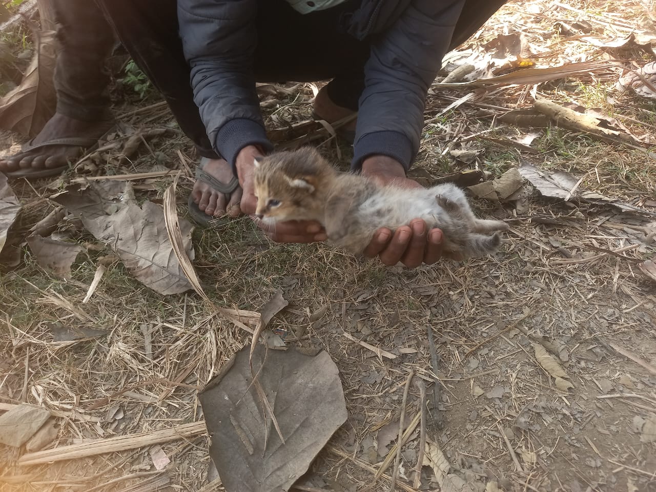 तेंदुए के दहशत से भयभीत ग्रामीणों ने जंगली बिल्ली के बच्चे को समझा तेंदुआ का बच्चा।