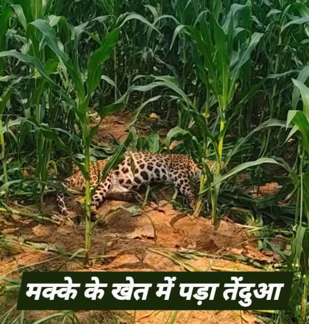 मक्के के खेत में मृत मिला तेंदुआ, इलाके में फैली सनसनी